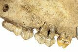 Fossil Upper Cave Bear (Ursus Spelaeus) Skull With Stand #227516-14